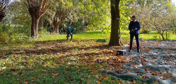 Kastanjes oogsten in de boomgaard