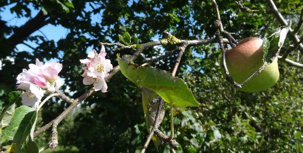 bloesem en appel notarisappel