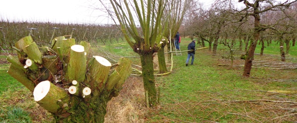 wilgen knotten